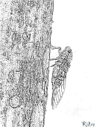 cicada Páxinas Para Colorear Imprimibles